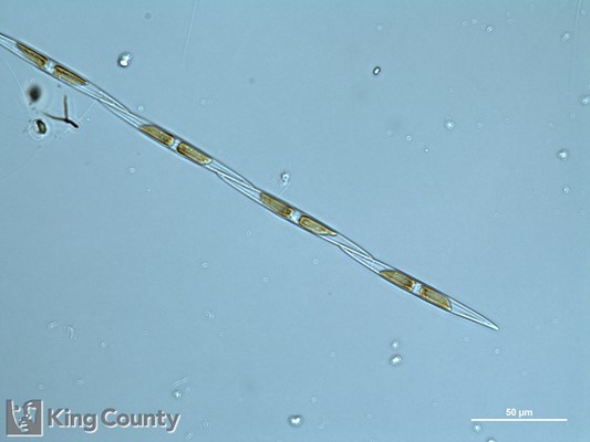 Photo of Pseudo-nitzschia spp. (large-celled)